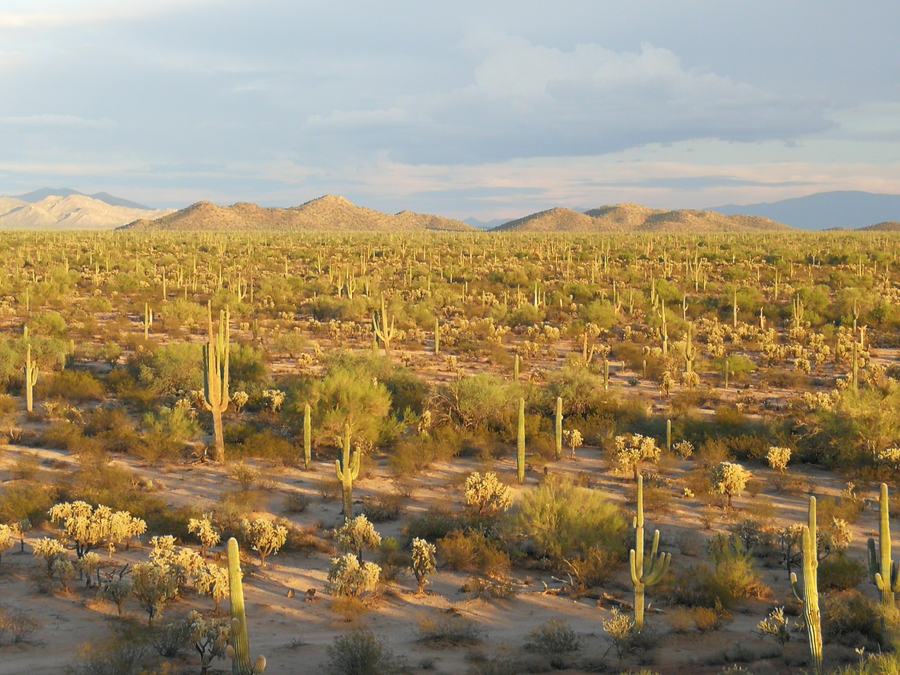 Orange and pink sunset over saguaro cactus and desert mountains in Arizona